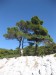 Amarantos 3 pines (8)